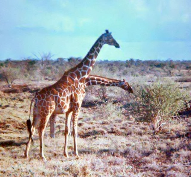 two-headed giraffe?
